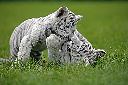 白色,虎,幼兽