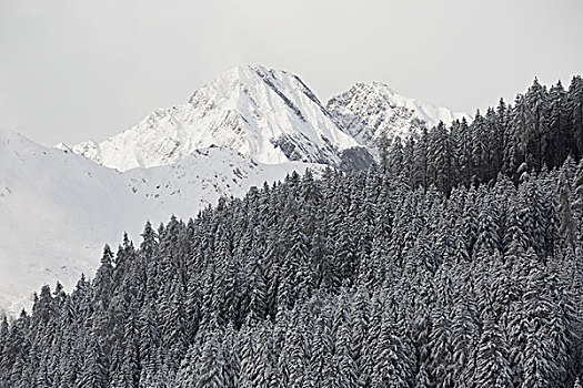 日光,积雪,山,树,前景,悉特图克斯,奥地利