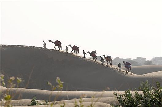 驼队,骆驼,沙丘,塔尔沙漠,拉贾斯坦邦,北印度,亚洲