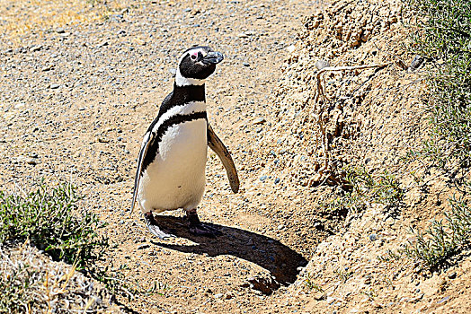 麦哲伦企鹅,小蓝企鹅,正面,饲养,洞穴,瓦尔德斯半岛,阿根廷,南美