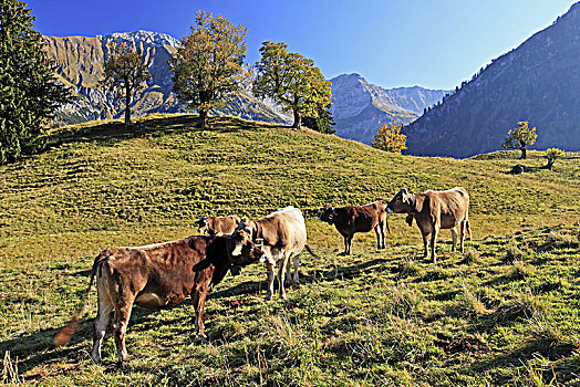 德国,巴伐利亚,阿尔卑斯山,山谷,母牛,牛
