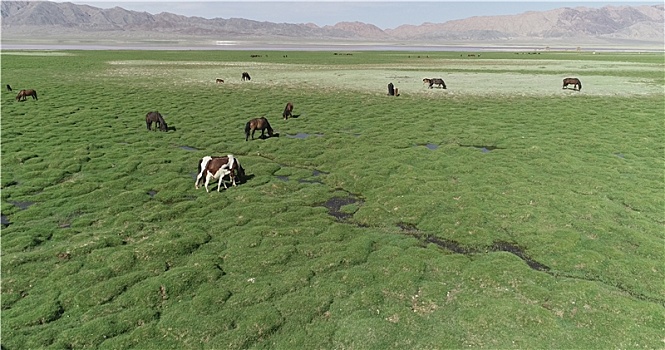 新疆伊吾,草原如绿毯,牛羊慢生活,生态美如画