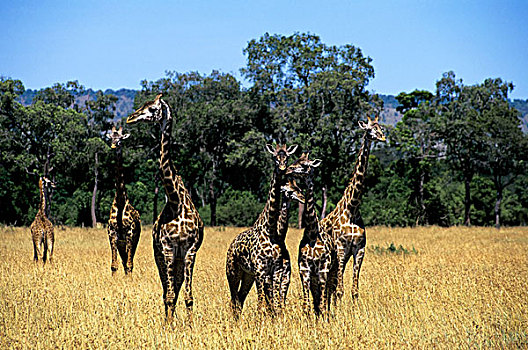 肯尼亚,马赛马拉,马萨伊,长颈鹿