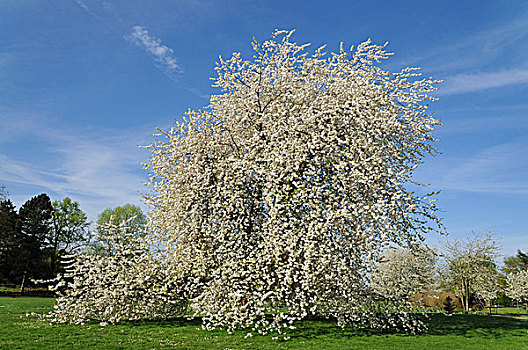 樱桃树,樱桃属,盛开,北莱茵威斯特伐利亚,德国,欧洲
