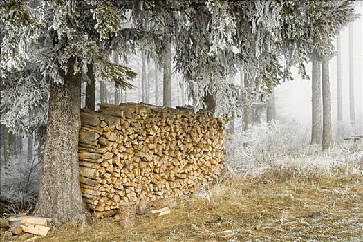 木堆,白霜,冷杉