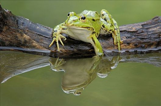 可食,青蛙,虎皮蛙,反射