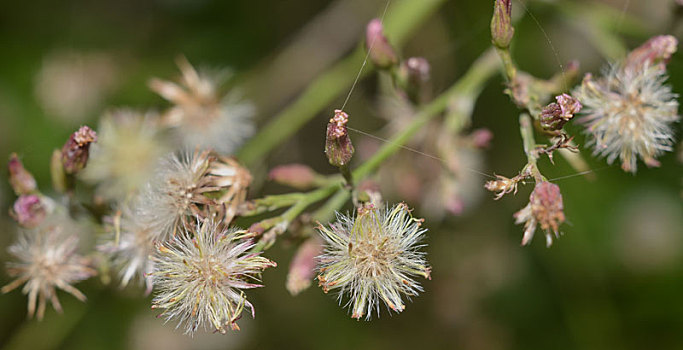 野草