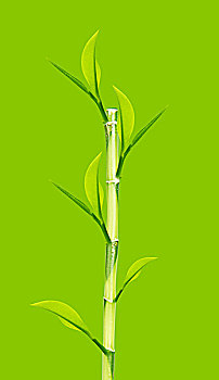 绿色,竹子