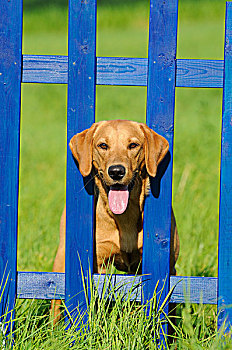 黄色拉布拉多犬,母狗,看穿,板条,蓝色,木篱