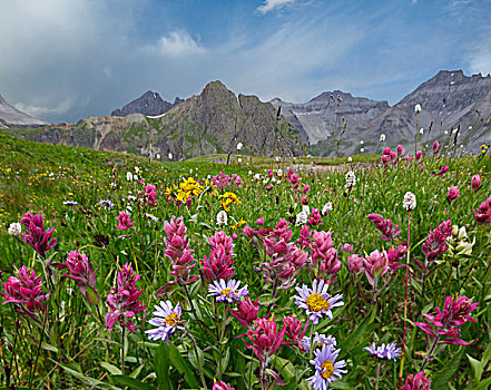 山,火焰草,雏菊,盆地,科罗拉多