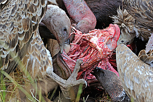 秃鹰,腐肉,马赛马拉国家保护区,肯尼亚,东非,非洲