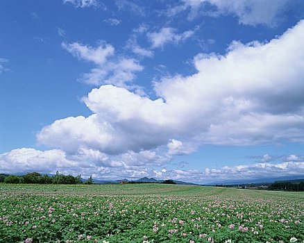 土豆田