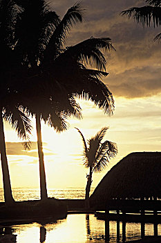 游泳池,棕榈树,日落,海岸线