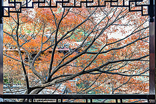 公园秋景鸡爪槭