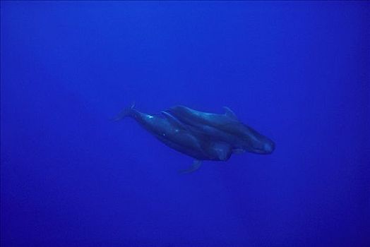 大吻巨头鲸,短肢领航鲸,一对,游泳,靠近,表面,夏威夷