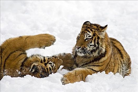 年轻,西伯利亚,虎,东北虎,争斗,雪中