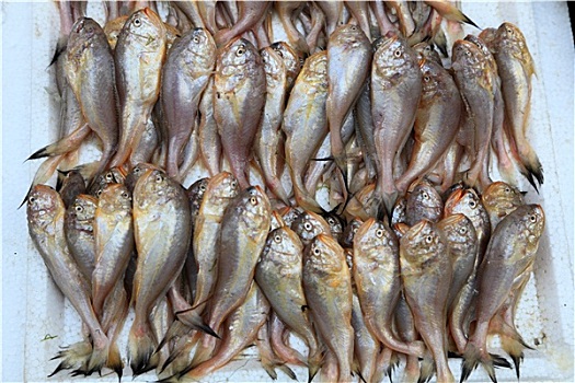 鱼,市场,上海,中国