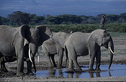 非洲象,幼兽,水坑