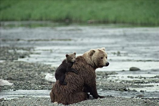 大灰熊,棕熊,母兽,幼兽,背影,坐,河岸,阿拉斯加