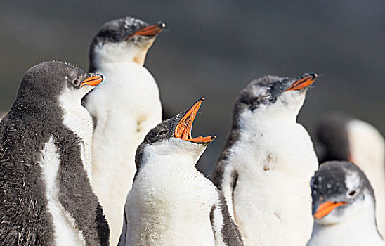 巴布亚企鹅,福克兰群岛,一半,幼禽