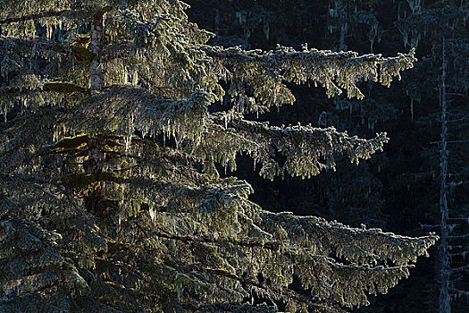 云杉,逆光,晨光,通加斯国家森林,东南阿拉斯加,冬天