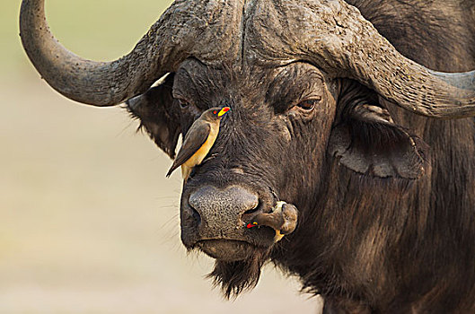 南非水牛,非洲水牛,公牛,牛椋鸟,黄嘴娟,左边,红嘴牛椋鸟,乔贝国家公园,博茨瓦纳,非洲