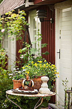雏菊,黄色,堇菜属,陶制器具,旧式,花园桌,正面,简单,木屋