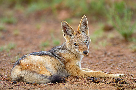 黑背狐狼,黑背豺,成年,直视,卧,国家公园,禁猎区,南非,非洲