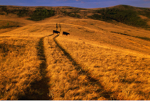 轮胎印,母牛,地点,草原国家公园,萨斯喀彻温,加拿大