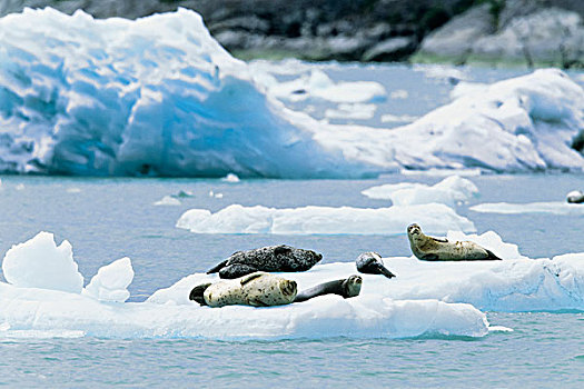 斑海豹,阿拉斯加