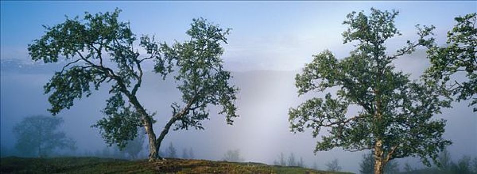 树,雾状,风景