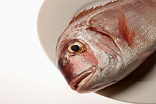 红海,铜盆鱼,鱼头,盘子