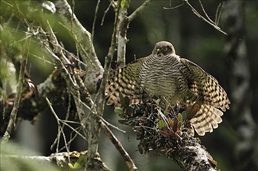 马达加斯加,猛禽,展翅,安达斯巴曼塔迪亚国家公园