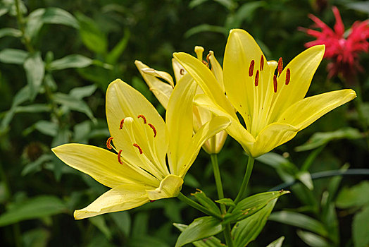 黄色,百合,园艺植物,德国,欧洲