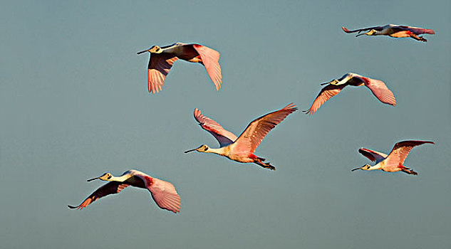 成群,粉红琵鹭,飞行