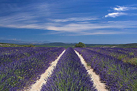 法国,熏衣草,地点,蓝天,风景,远景,排