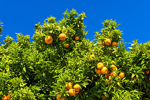 柑橘,树,橘子,克莱门氏小柑橘,成熟,树上,蓝天