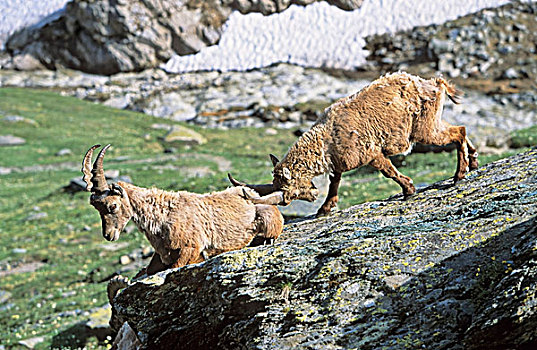 阿尔卑斯野山羊,羱羊,两个,青少年,雄性动物,玩,长,冬天,高山,动物