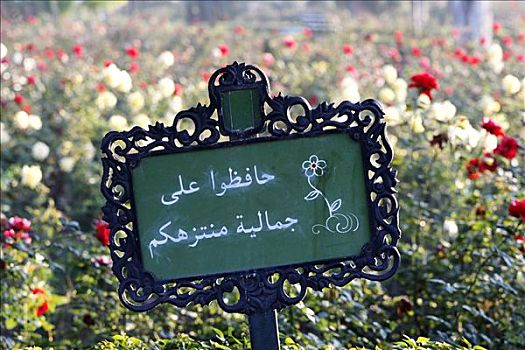 标识,玫瑰,阿拉伯,语言文字,花园,库图比亚清真寺,清真寺,玛拉喀什,摩洛哥,非洲