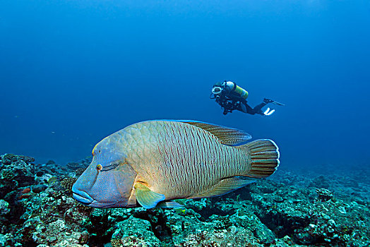潜水,看,濑鱼,唇鱼属,波形,珊瑚礁,印度洋,马尔代夫,亚洲