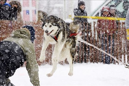哈士奇犬,跳跃,努力,拉拽,雪撬,狗,竞争,阿拉斯加,冬天,毛皮