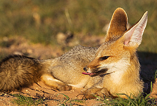 角狐,狐属,休息,洞穴,哈欠,卡拉哈里沙漠,卡拉哈迪大羚羊国家公园,南非,非洲