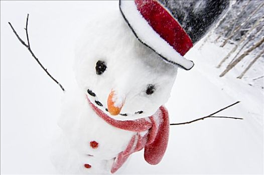 肖像,雪人,红色,围巾,黑色上衣,帽子,冬天,阿拉斯加,美国