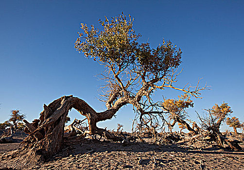 内蒙阿拉善额济纳旗沙漠胡杨树