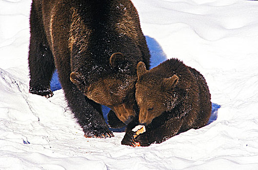 棕熊,母兽,幼兽,站立,雪