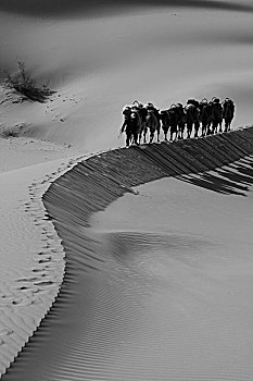 沙漠骆驼黑白曲线