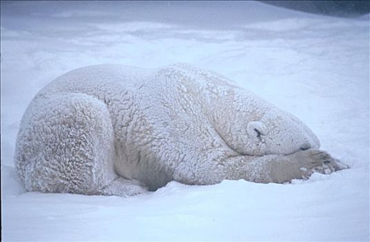 北极熊,睡觉,戈登,哈得逊湾