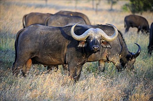 非洲水牛,南非水牛,牧群,禁猎区,肯尼亚,非洲