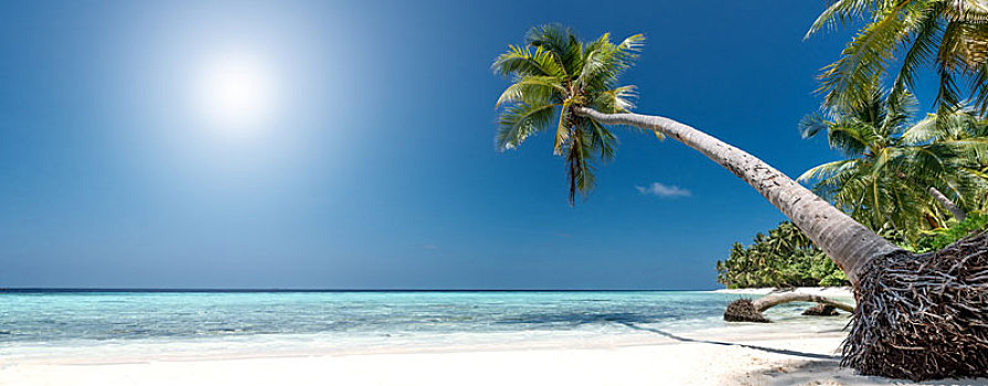 梦幻爱情海滩,棕榈树