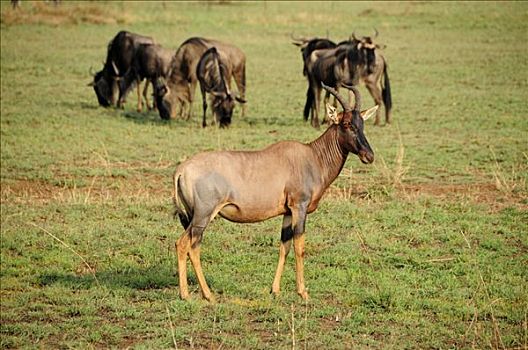 普通,转角牛羚,塞伦盖蒂国家公园,坦桑尼亚,非洲